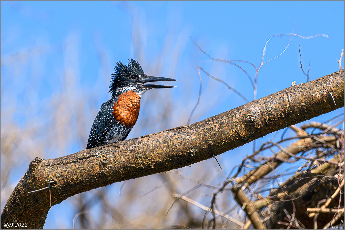 D50_4415-Bearbeitet.jpg