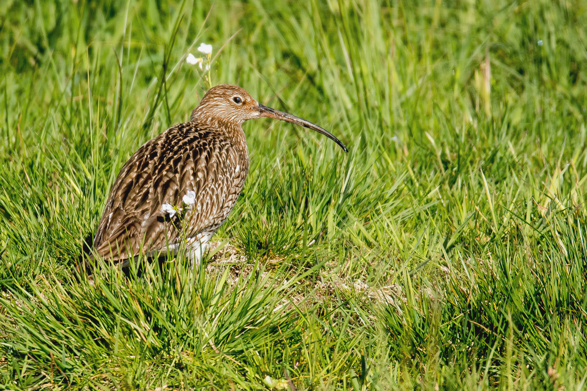 D50_4430_Brachvogel IAA_4_2020.jpg
