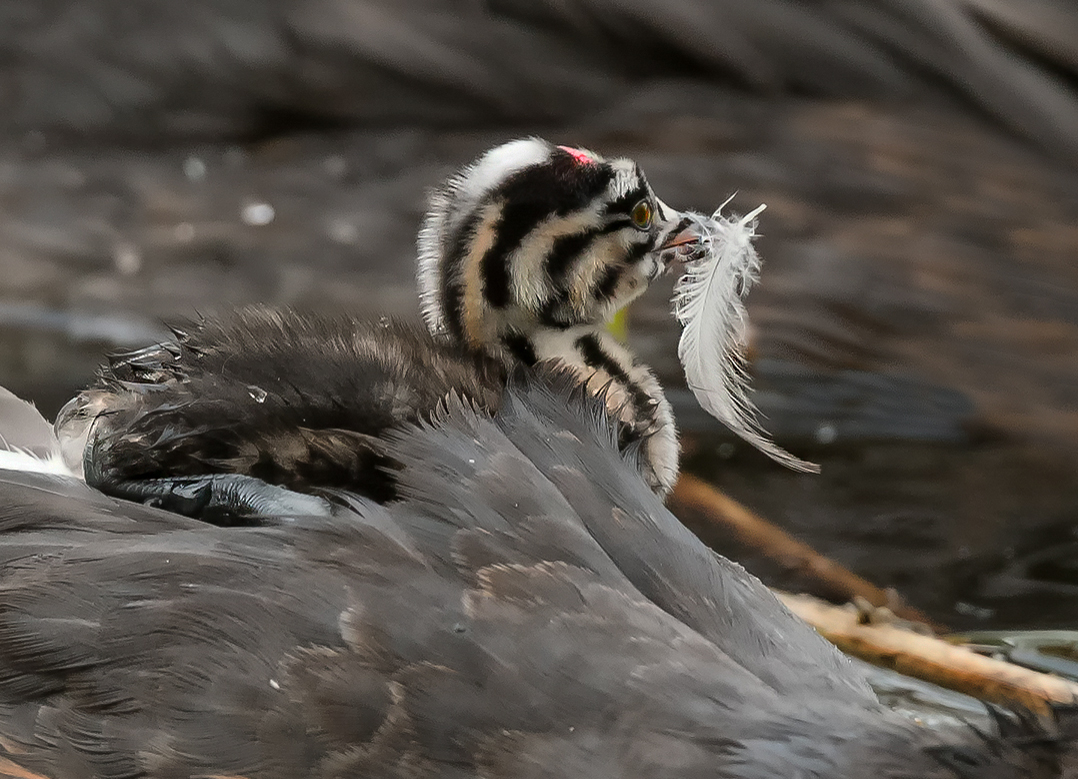 D50_4468_Daunen müssen schmecken_IIA_6_2021.jpg