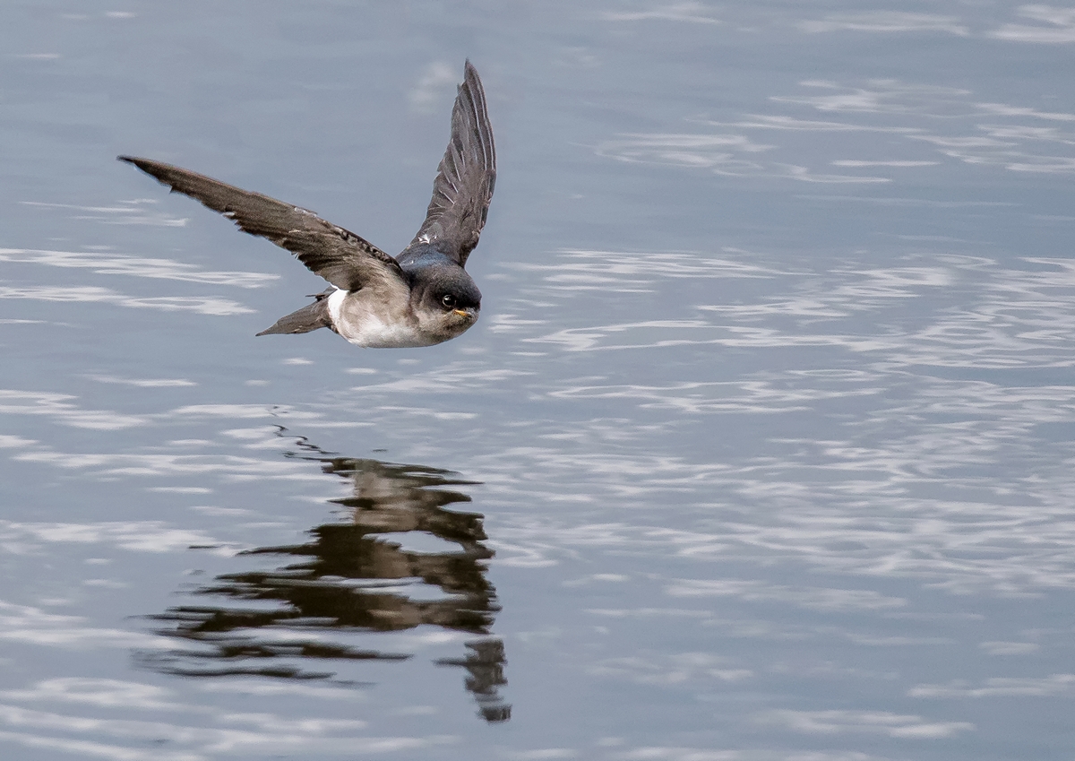 D50_4544_junge Mehlschwalbe über dem Wasswer der Elbe IIIA_7_2019.jpg