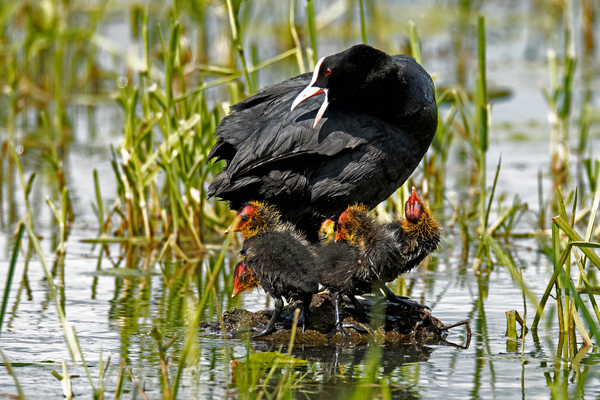 D50_4638_Blässhuhn mit 4 Küken_IA_4_2020.jpg