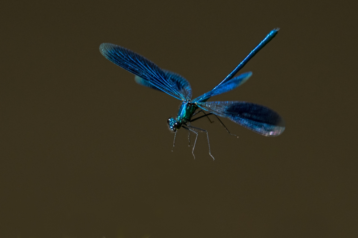D50_4643_blauer Helikopter IA_8_2017.jpg