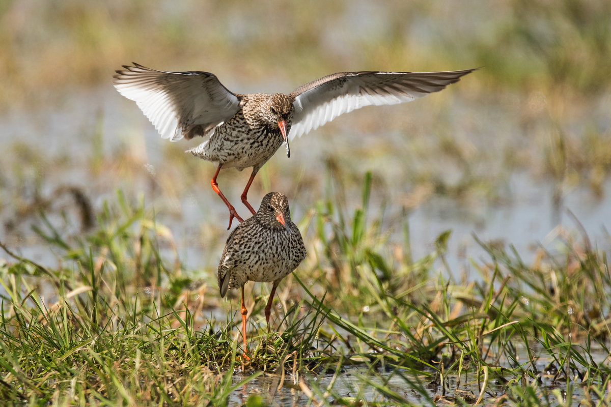 D50_4705_Landeerlaubnis erteilt_IA_4_2020.jpg