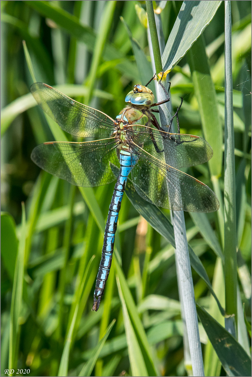 D50_4750.jpg