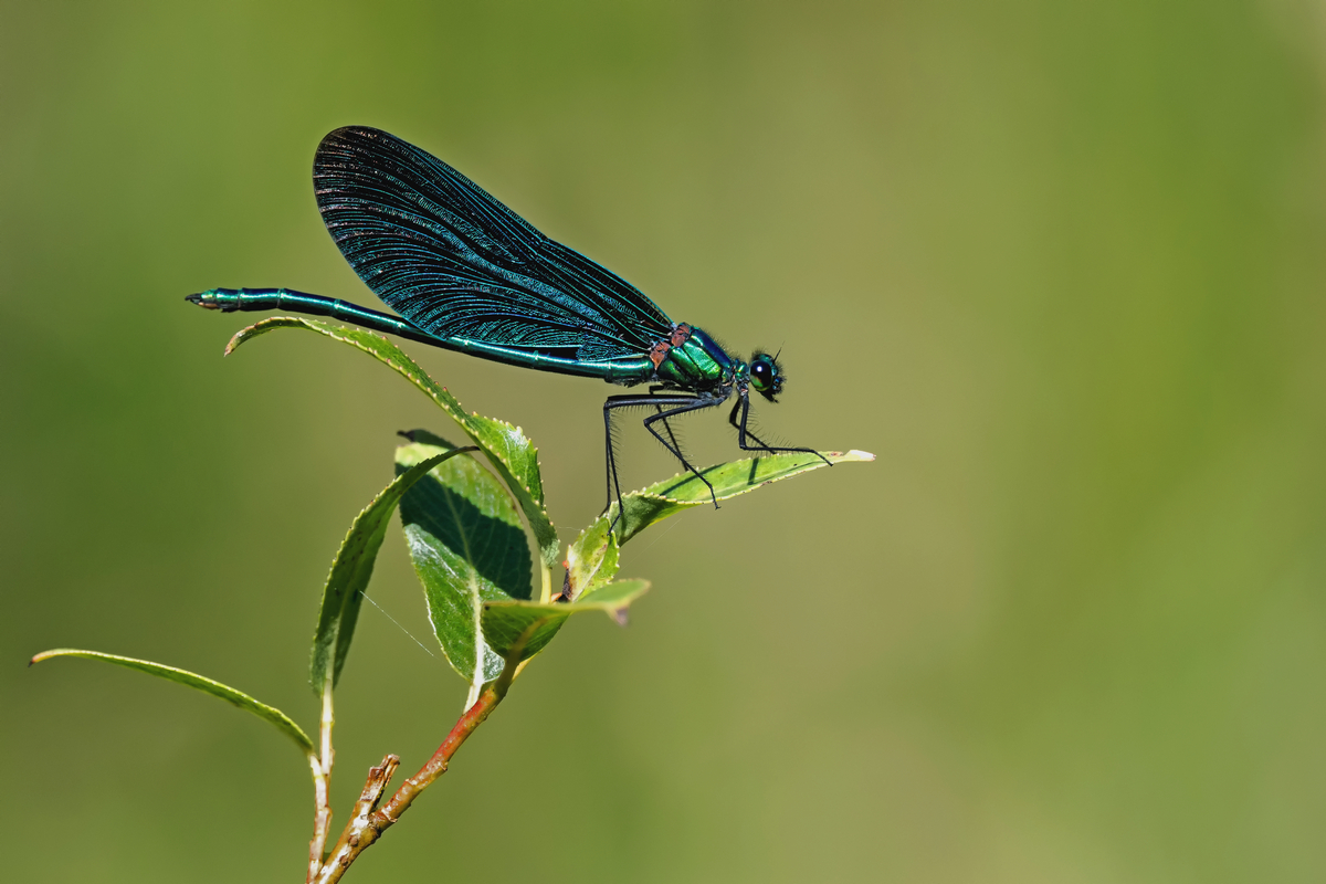 D50_4761_blaue Prachtlibelle_Engelbek IA_7_2021.jpg
