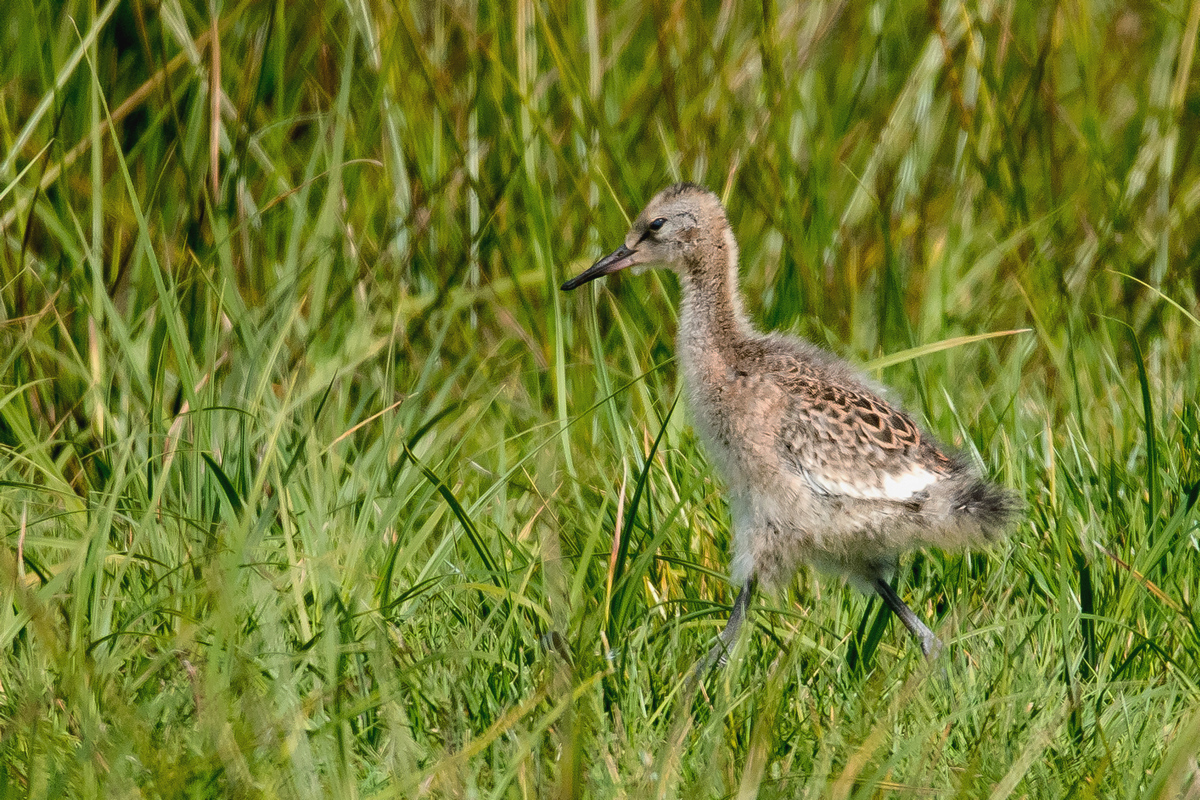 D50_4841_UferschnepfennachwuchsIA_4_2020.jpg