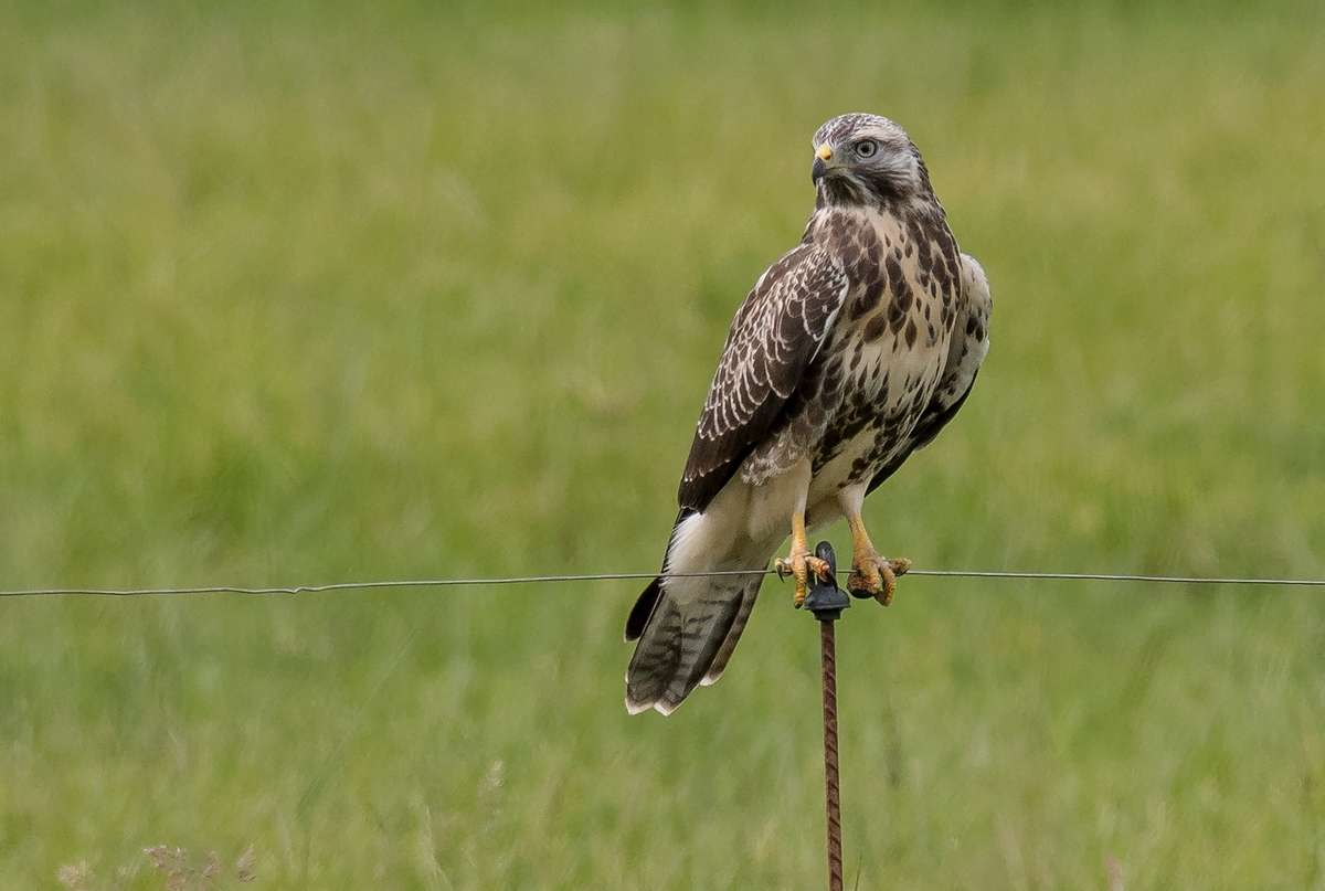 D50_4870_Bussard auf E_Weidezaun IA_7_2019.jpg