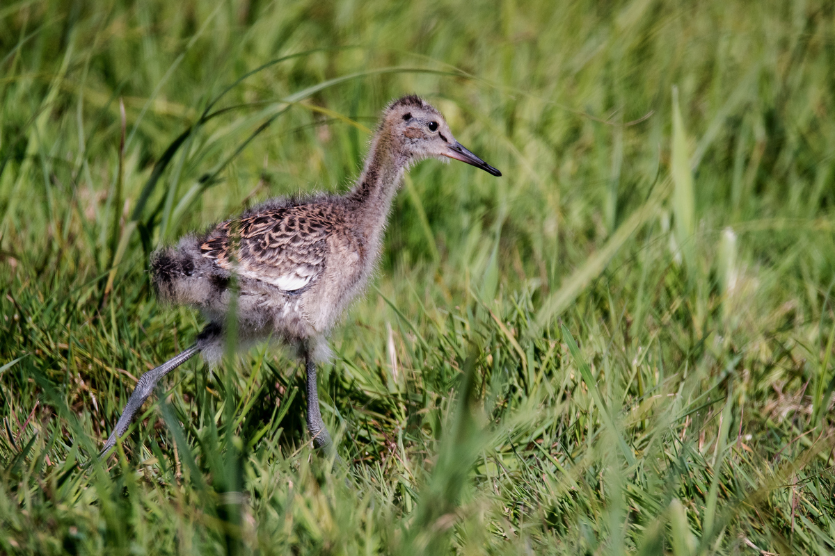 D50_4887_Junge Uferschnepfe IIA_5_2020.jpg