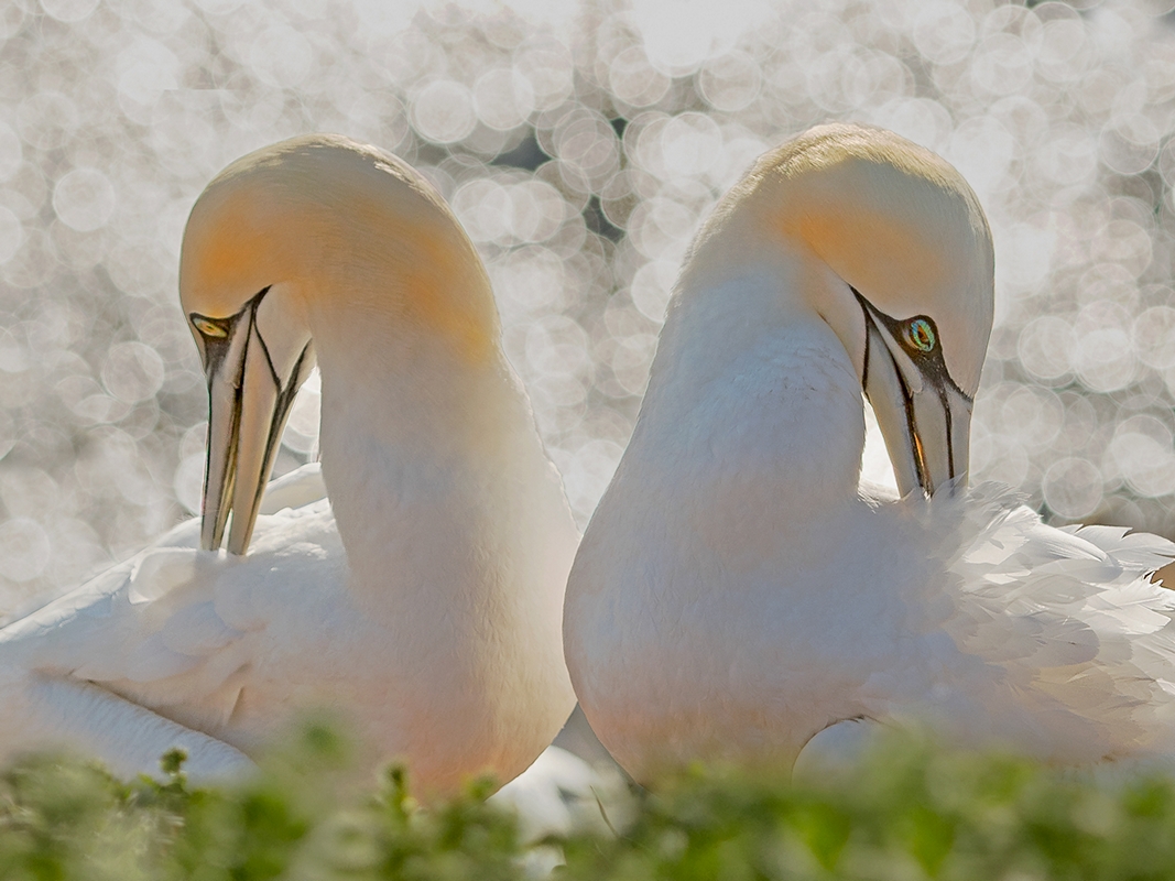 D50_4906_Harmonie_Helgoland_IA_Ä30X40_5_2018.jpg