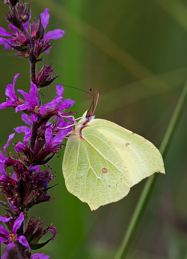 D50_4989_Zitronenfalter_IA_8_2021.jpg