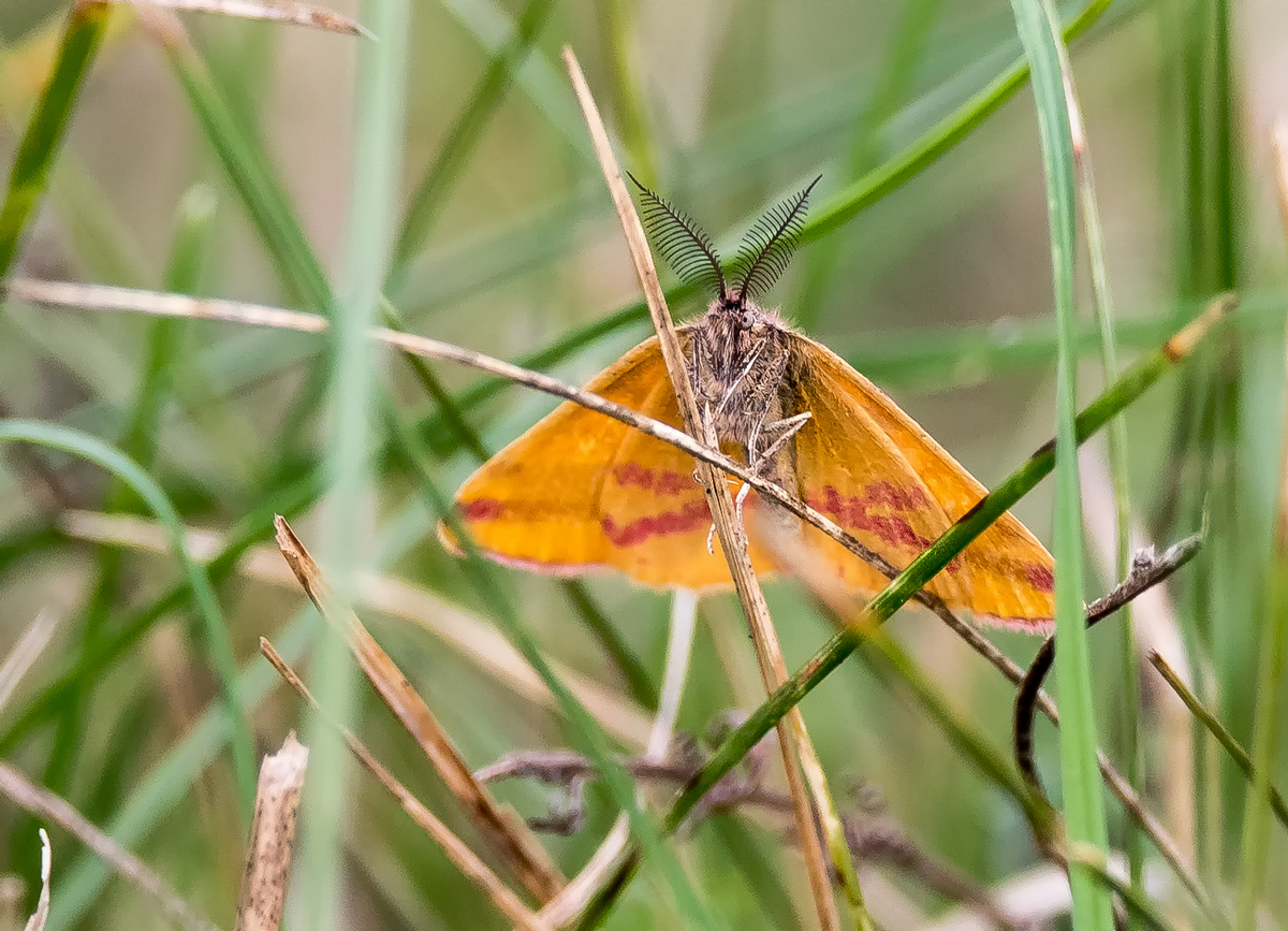 D50_5012_Ampfer Purpurspanner frontal mit Antennen_IA_8_2021.jpg