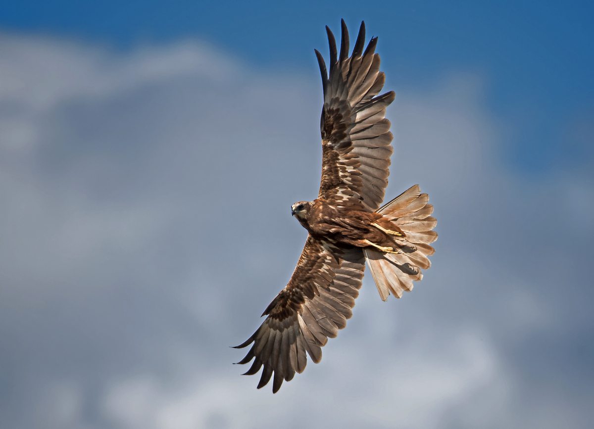 D50_5014_Rohrweihe in voller Pracht IA_5_2020.jpg