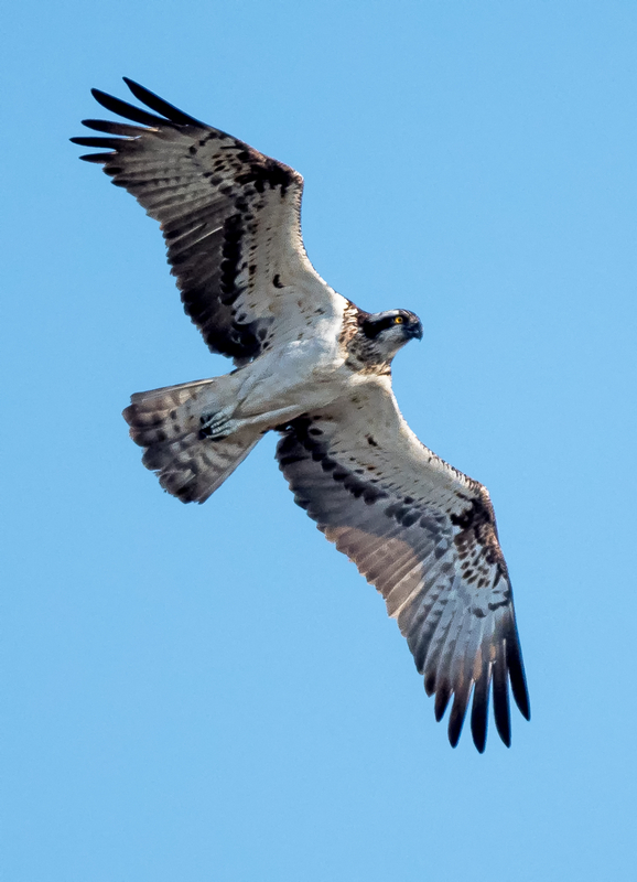 D50_5138_Fischadler_Elbe bei Over_IA_8_2021.jpg