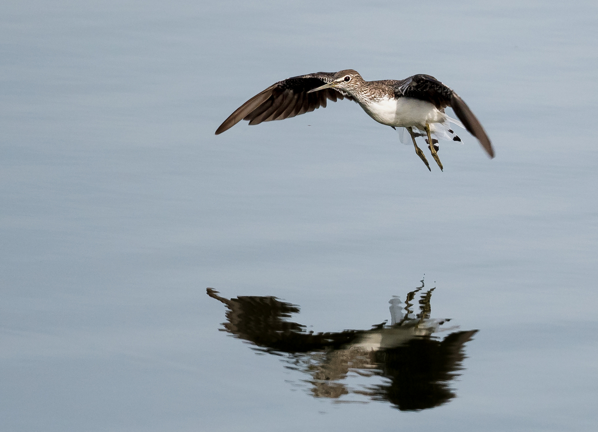 D50_5165_Waldwasserläufer IA_9_2021.jpg