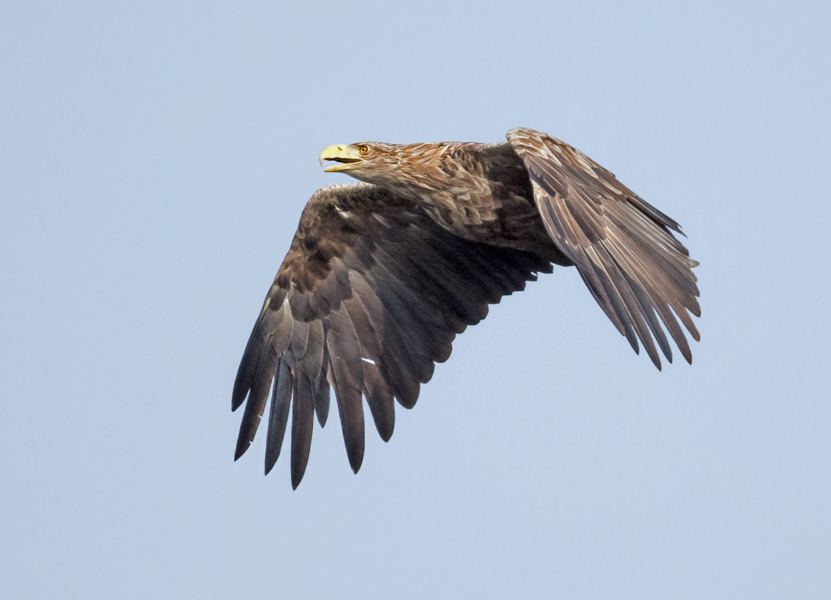 D50_5196_Seeadler IICA_über Hörstener See_9_2021.jpg