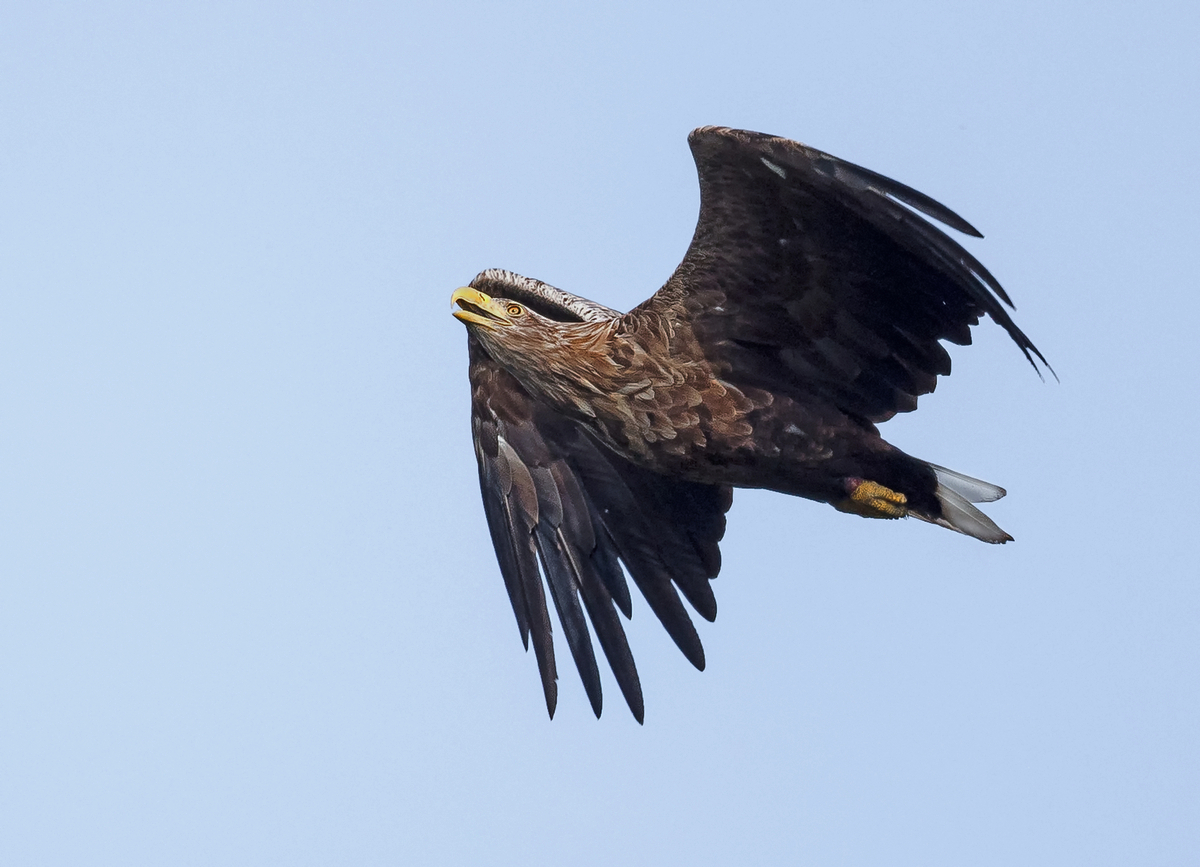 D50_5199_Seeadler IVA_über Hörstener See_9_2021.jpg