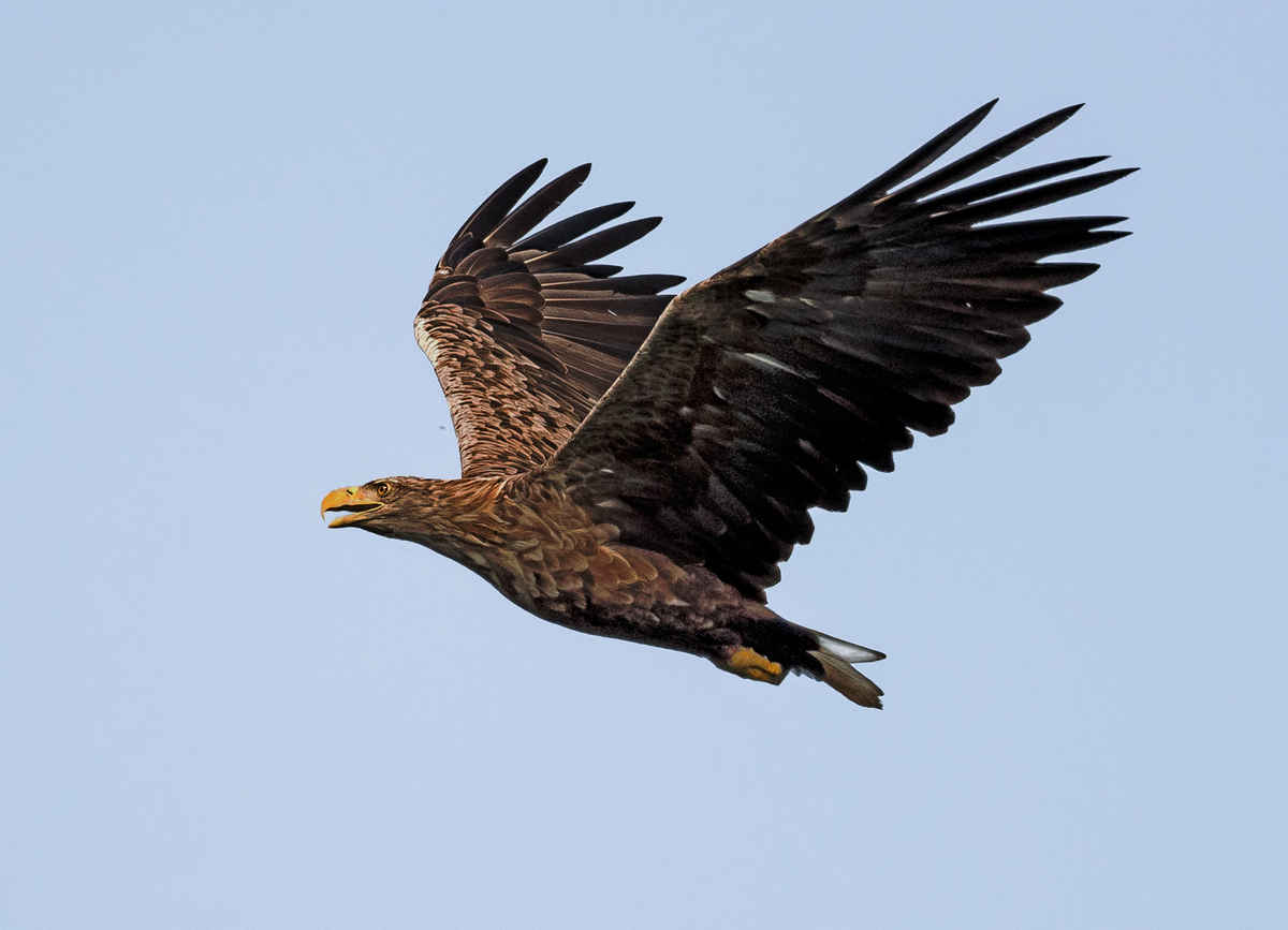 D50_5200_Seeadler_IBA über Hörstener See_9_2021.jpg