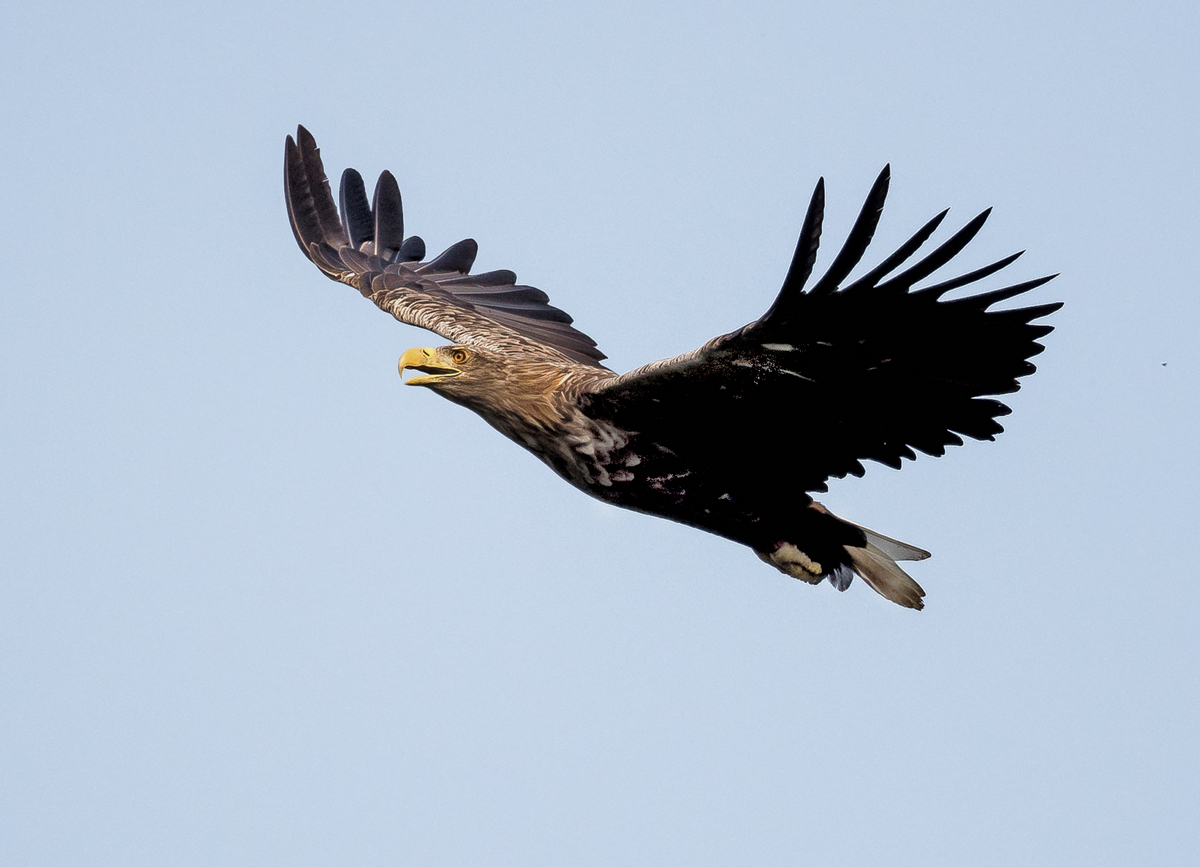 D50_5201_Seeadler Hörstener See_IV_9_2021.jpg