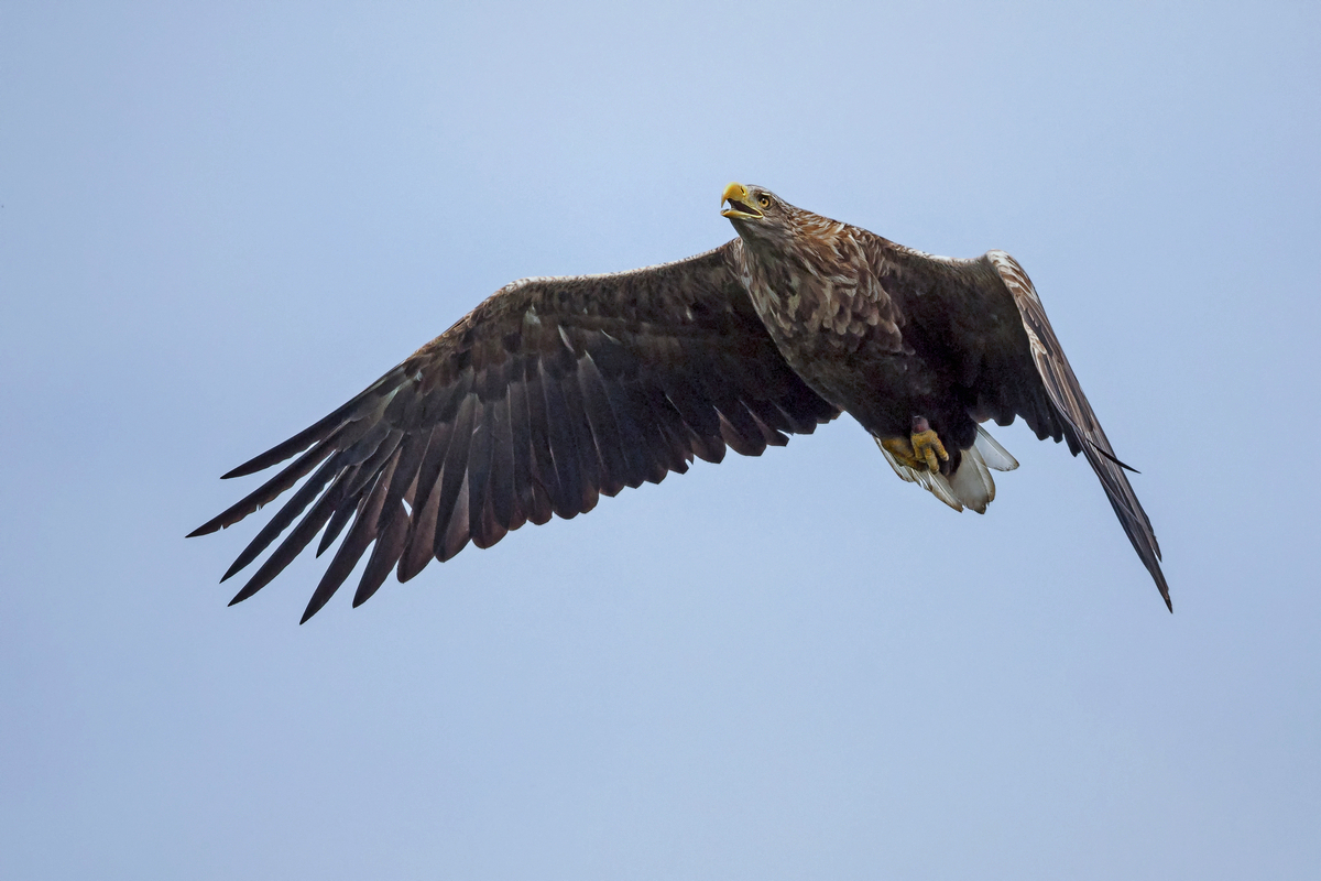 D50_5207_Seeadler_IIICA_über Hörstener See_9_2021.jpg