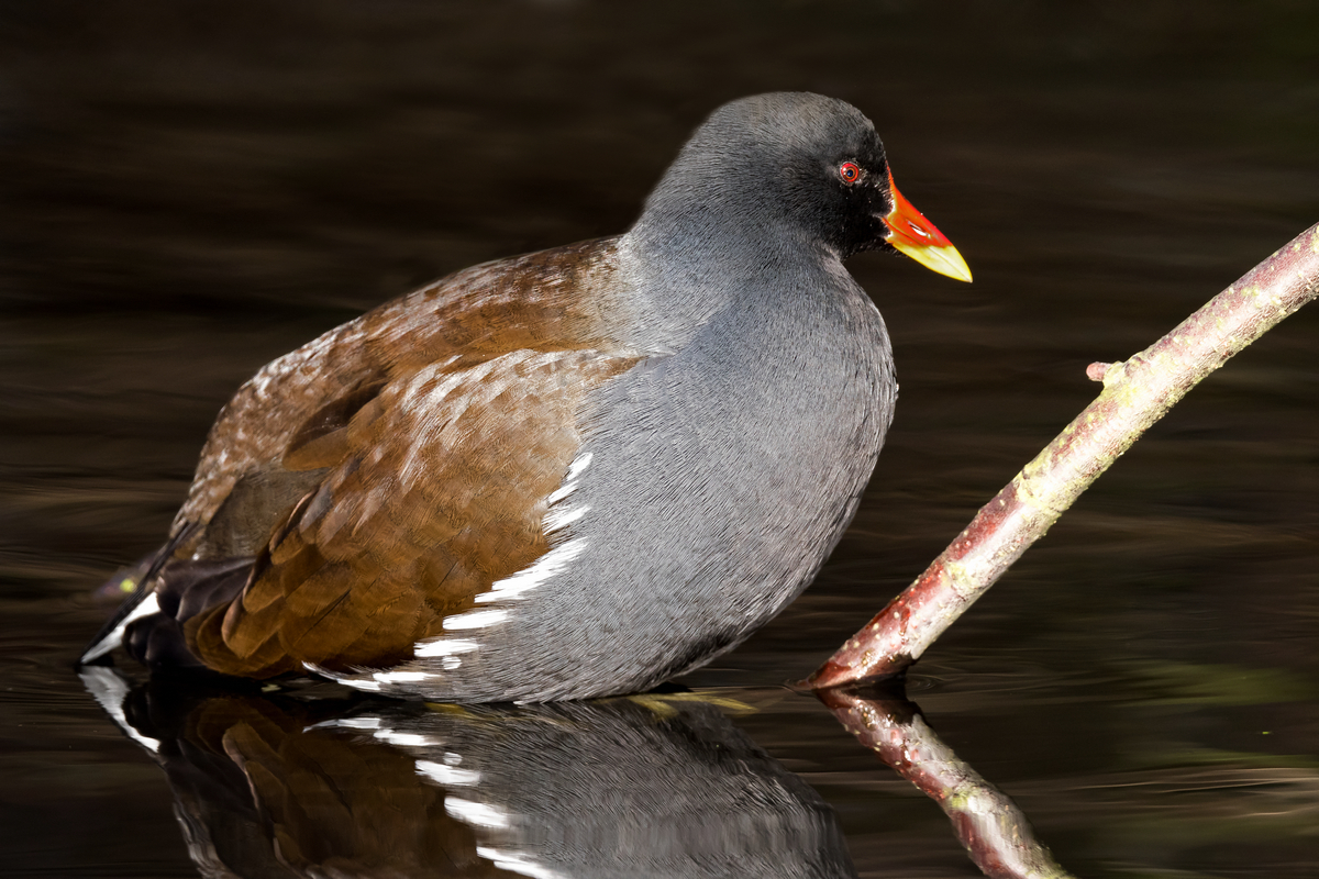 D50_5270_Teichhuhn_IA_11_2020.jpg