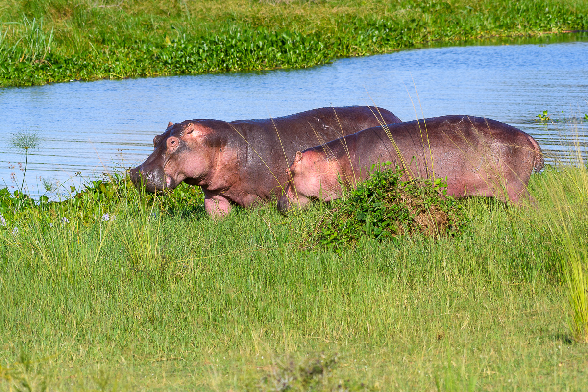 D50_5520.jpg