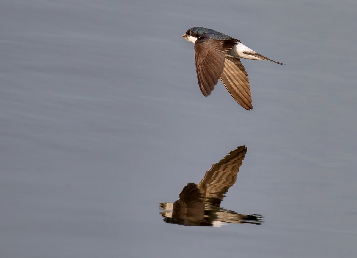 D50_5542_Spiegelung über dem Wasser_CP weich IA_7_2019.jpg