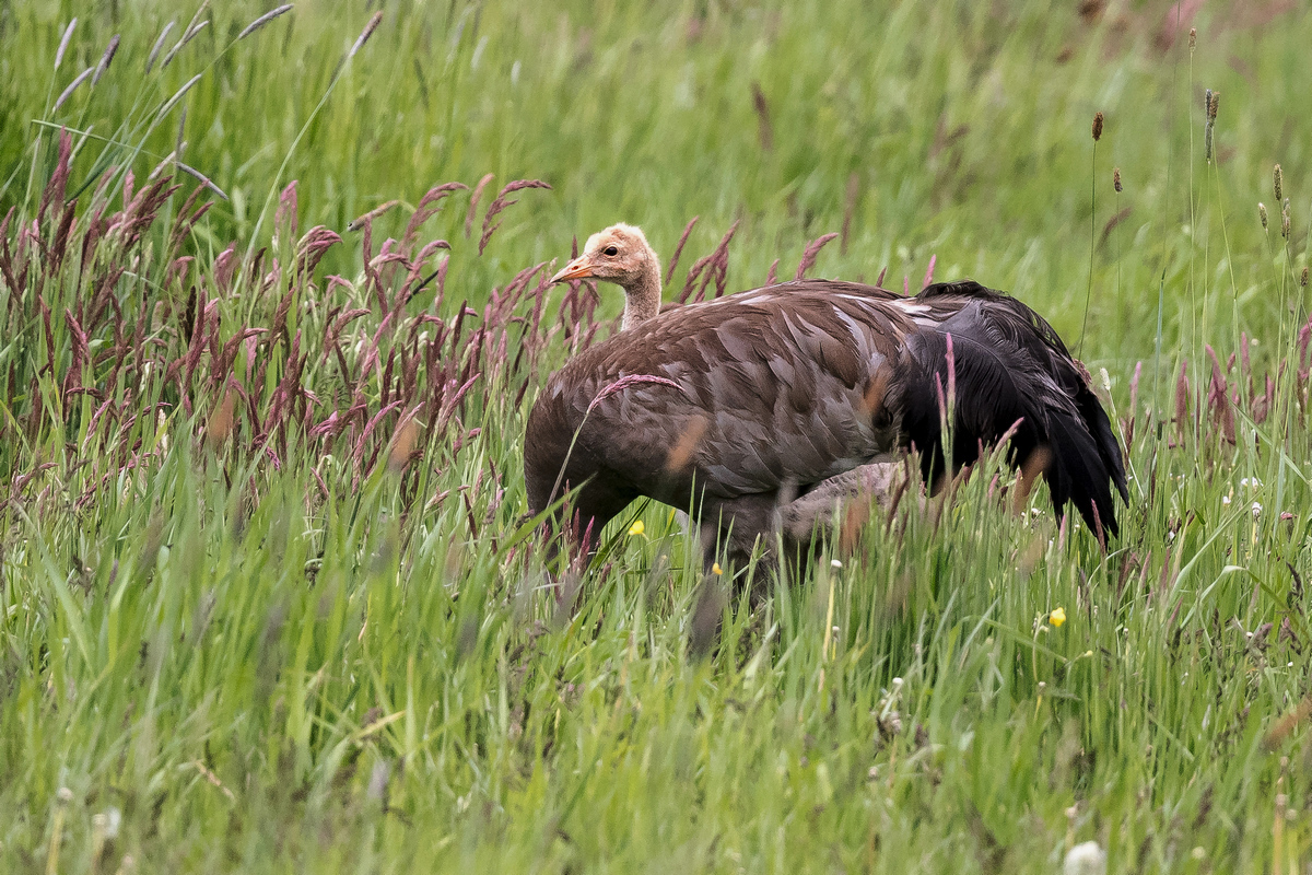 D50_5654_gut versteckt IA_5_2020.jpg