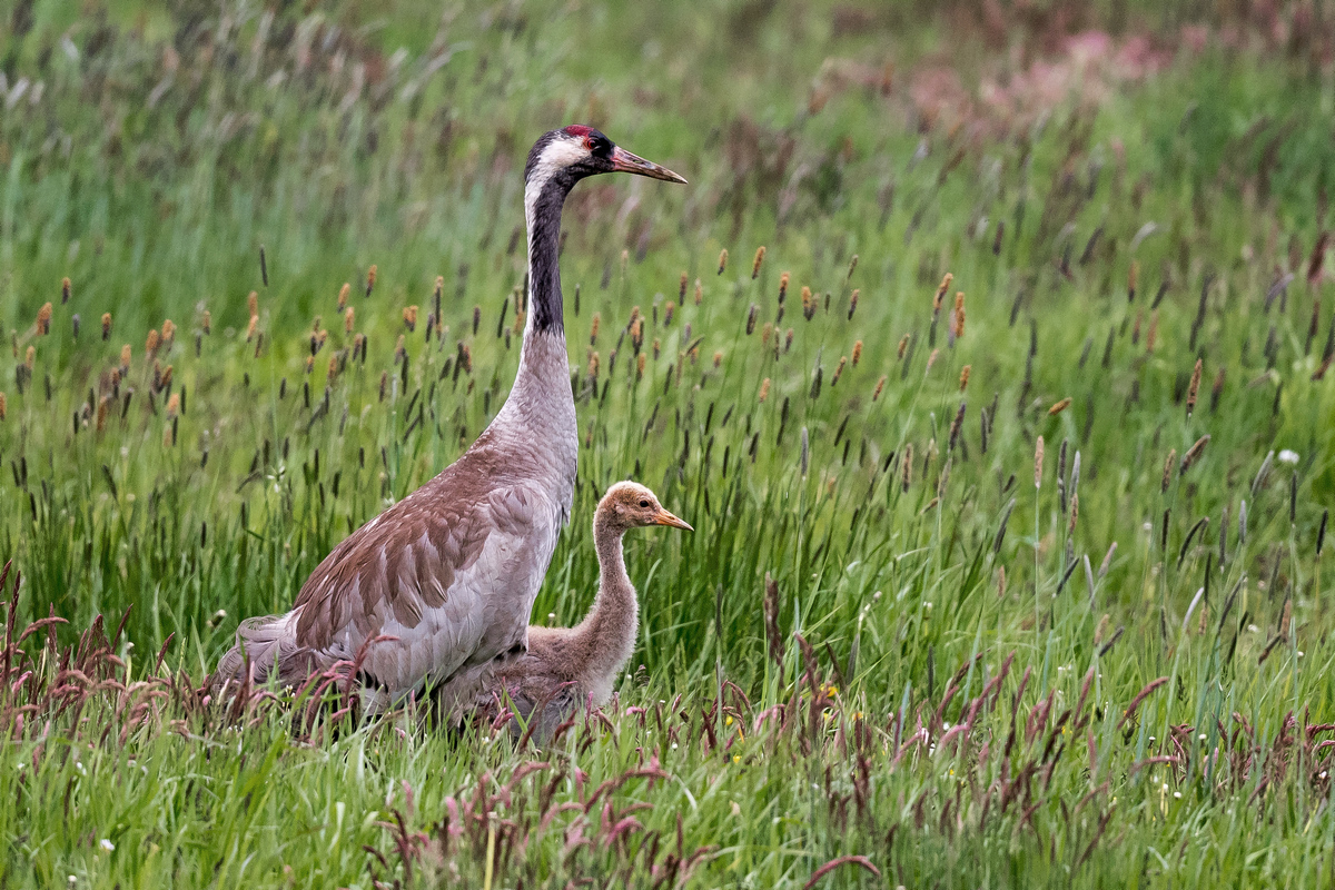 D50_5669_Kranich mit Jungvogel IIA_5_2020.jpg