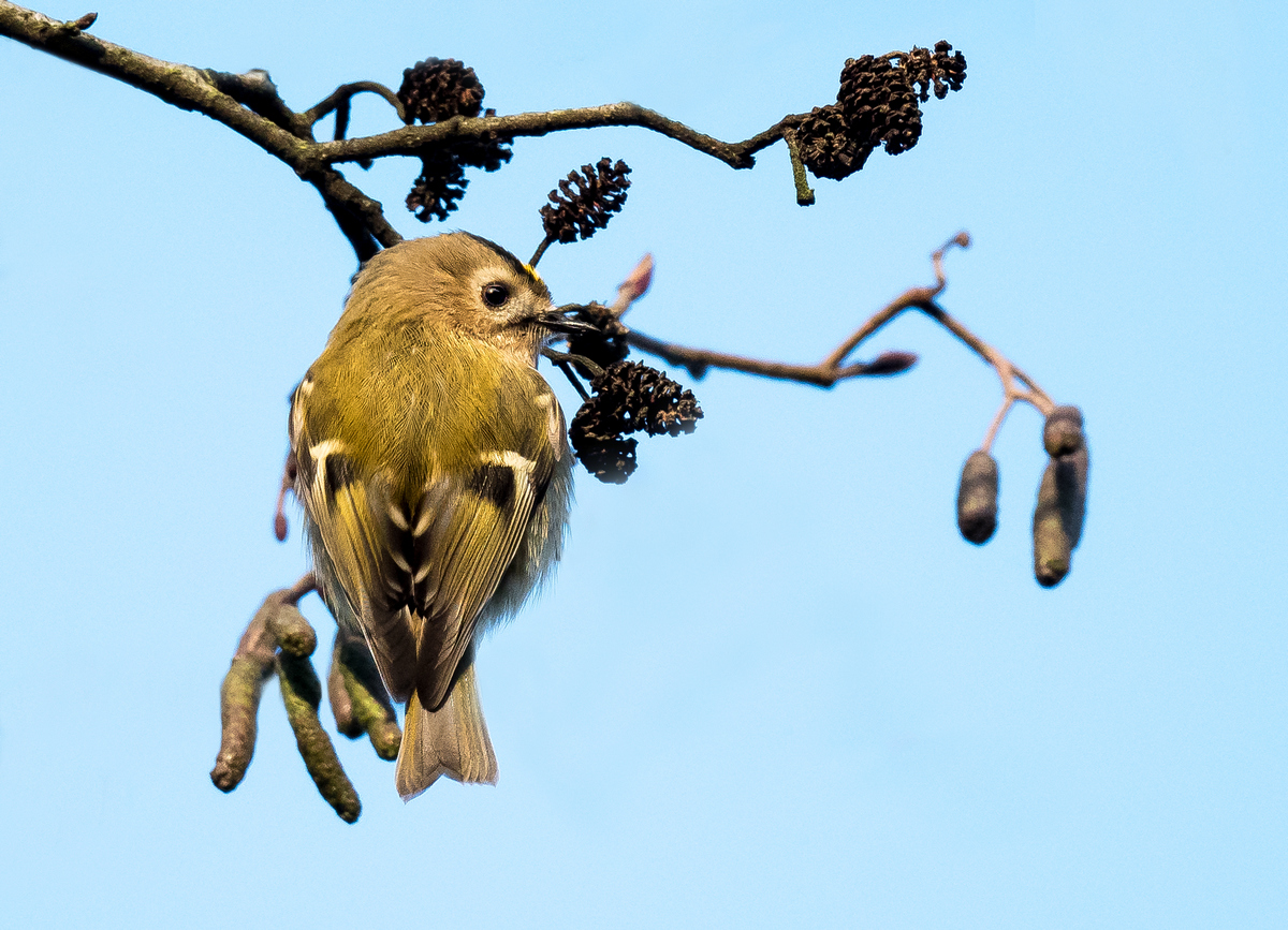 D50_5688_Wintergoldhähnchen IA_12_2020.jpg