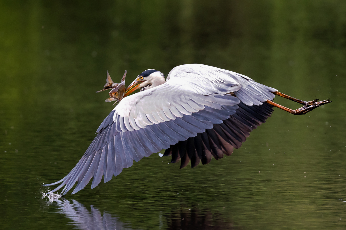 D50_5774_Reiher hat Fisch aufgespiesstIA_5_2020.jpg