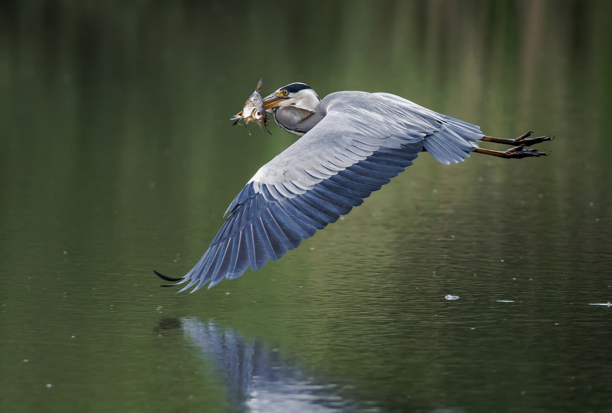 D50_5778Reiher mit aufgespiesstem Fisch IA_5_2020.jpg