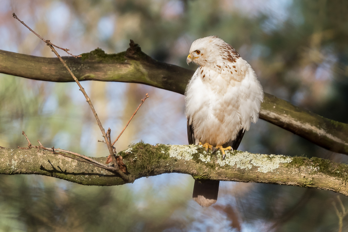 D50_5780_Weisser Bussard IIIBA_12_2020.jpg