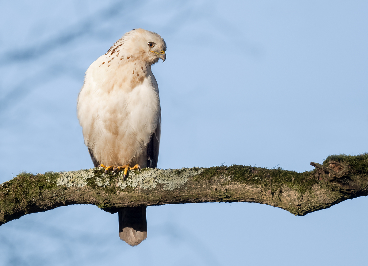 D50_5796_Weissewrbrüstiger Bussard IIIA_12_2020.jpg