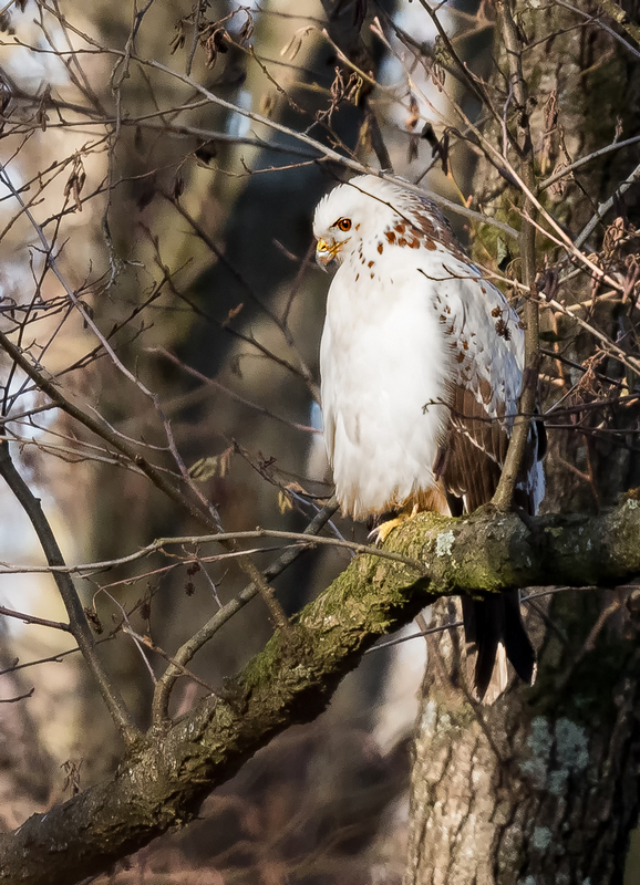 D50_5832_Heller Bussard anderer Platz_50m IA__12_2020.jpg