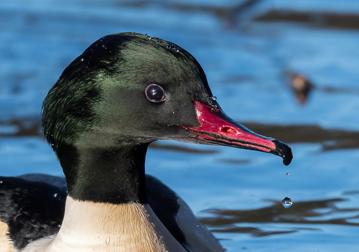 D50_5979_Gänsesägermännchen Porträt_IA_1_2022.jpg