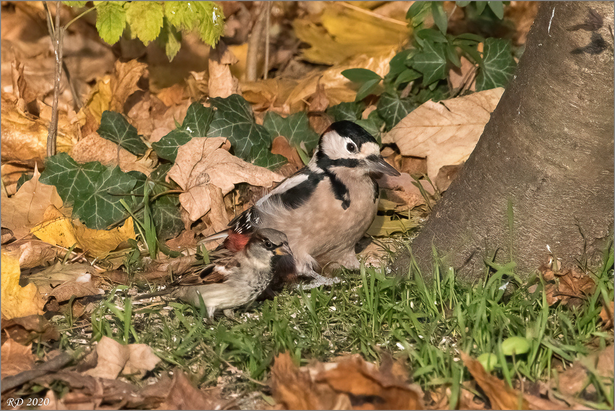 D50_6062-Bearbeitet.jpg