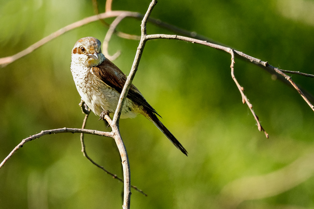 D50_6104_Neuntöter Jungvogel IA_5_2020.jpg