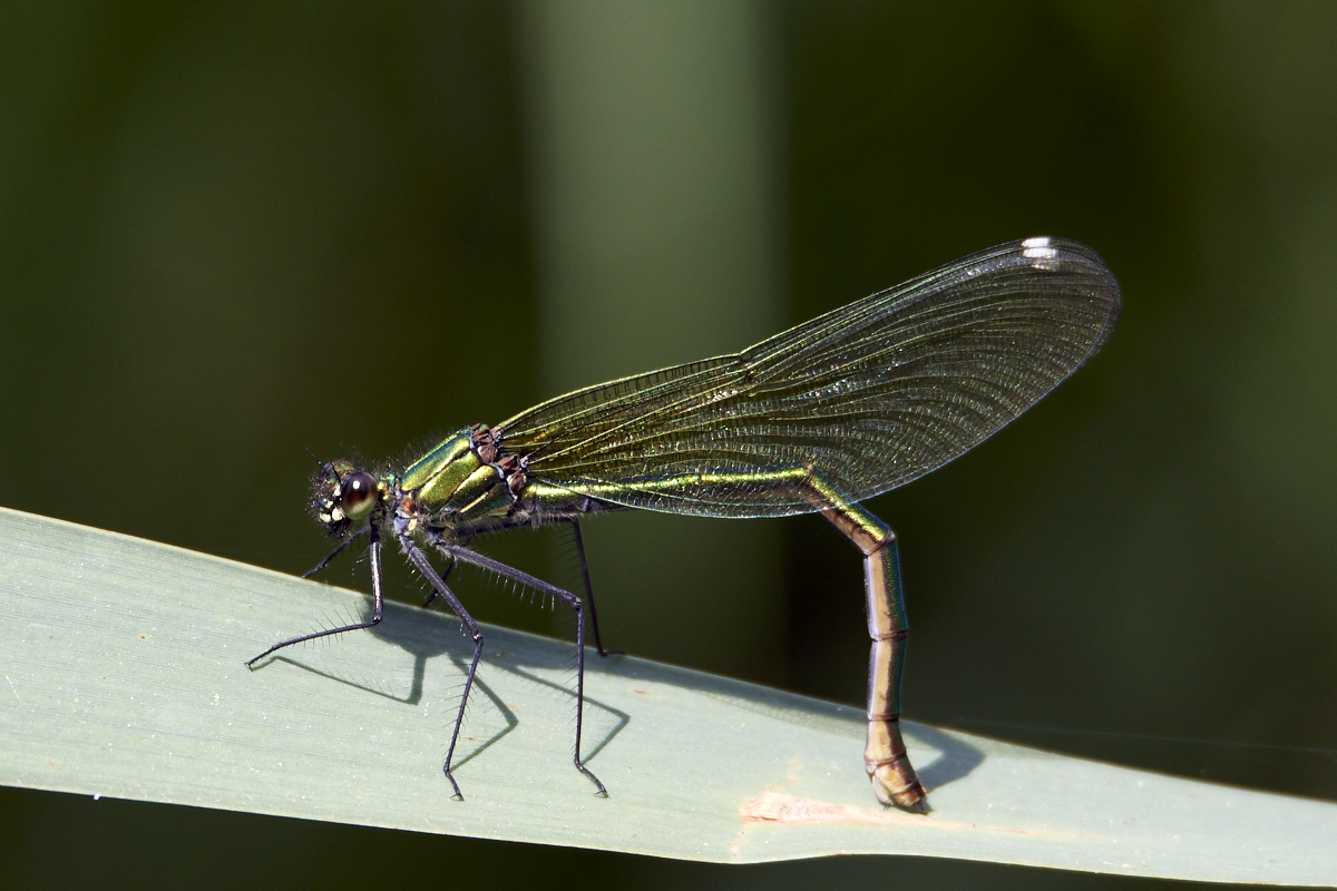 D50_6131 1.jpg
