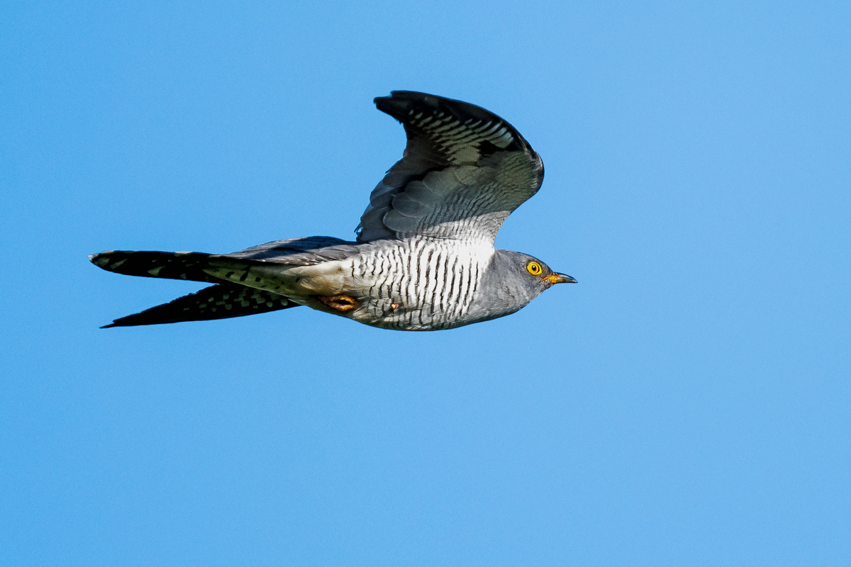 D50_6133Kuckuk IA_5_2020.jpg