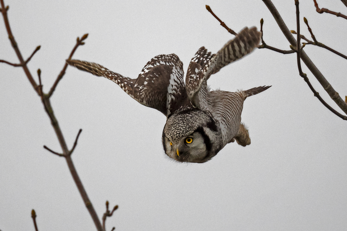 D50_6167_Sperbereule Flugbild IA_2_2022.jpg