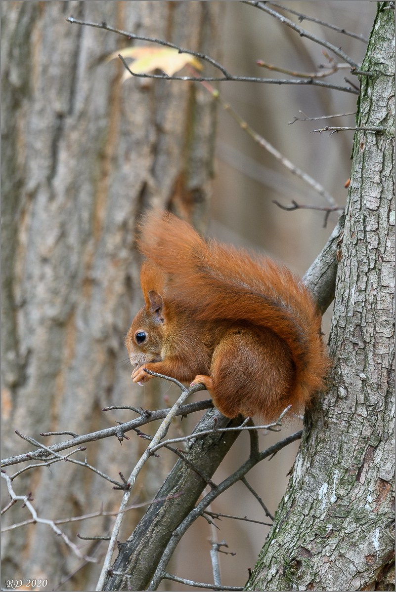 D50_6237.jpg