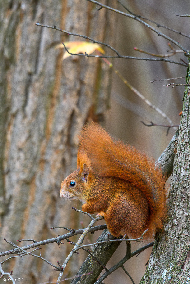 D50_6246-Bearbeitet.jpg