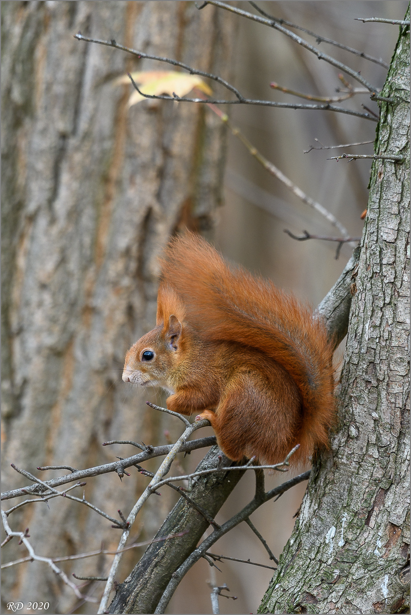 D50_6246.jpg