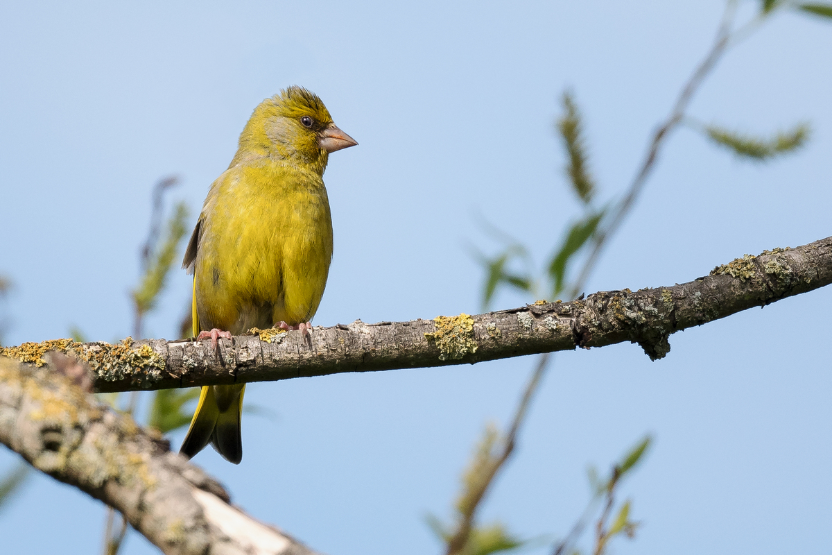D50_6404_Goldammer IIA_5_2020.jpg