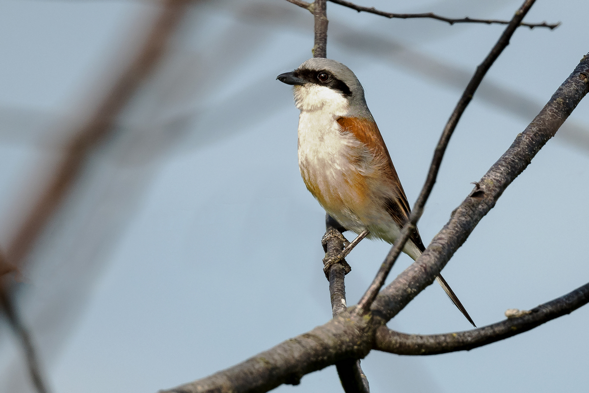 D50_6427_Neuntötermännchen IA_5_2020.jpg