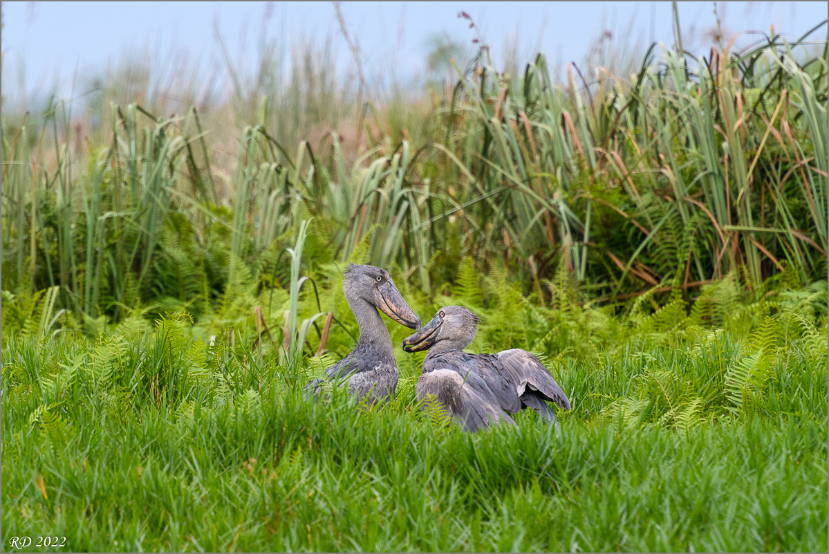 D50_6444.jpg