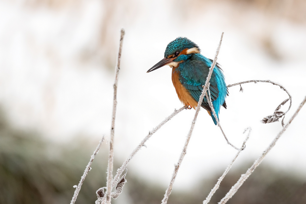 D50_6457_Eisi an der Engelbeek im Frost IIA_2_2021.jpg