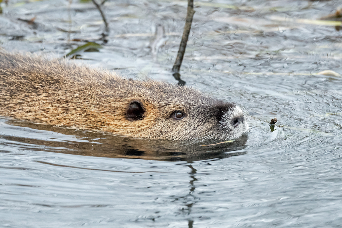D50_6629_Nutria IIA_2_2021.jpg