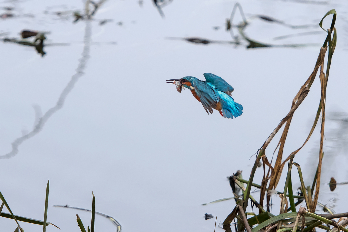 D50_6740_Eisi hat Erfolgreich gefischt IA_2_2021.jpg