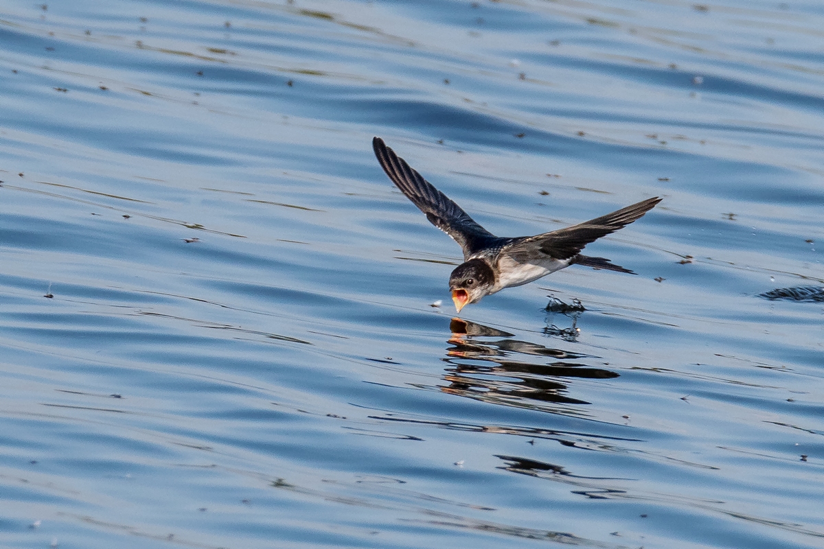 D50_6772_Schwalbe kurz vorm Trinken_ IA_7-2019.jpg